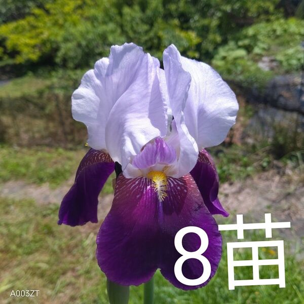 ジャーマンアイリス葉付き球根 小苗4苗
