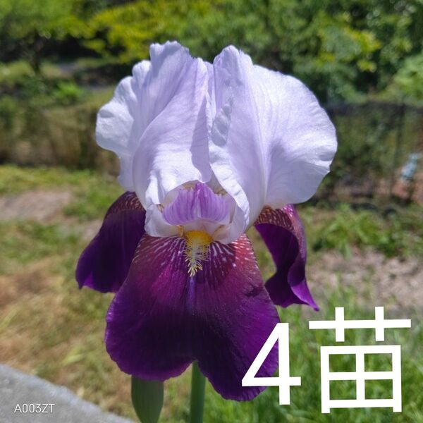 ジャーマンアイリス葉付き球根 小苗4苗