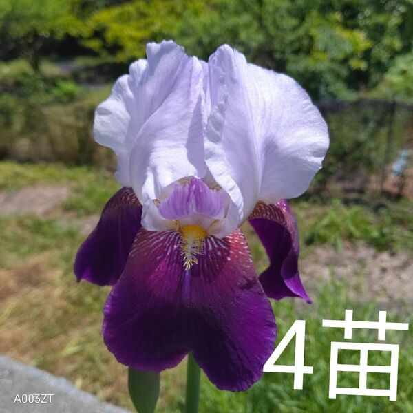 ジャーマンアイリス葉付き球根 小苗4苗