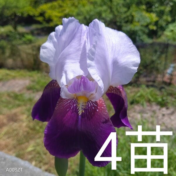 ジャーマンアイリス葉付き球根 小苗4苗