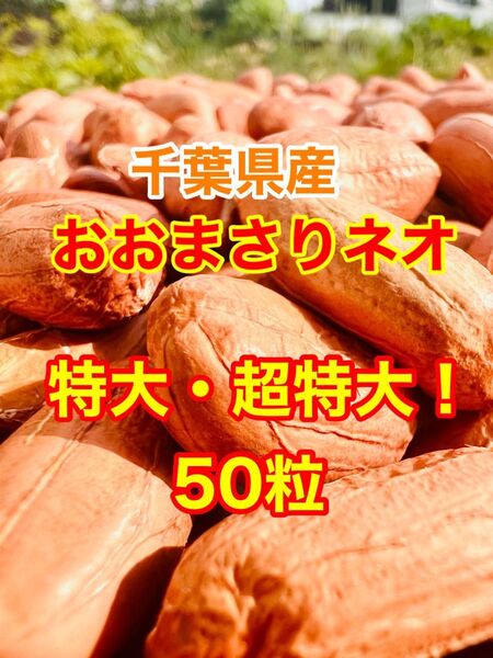 千葉県産 落花生 おおまさりネオ種 特大・超特大!50粒限定6袋です!気になる方はお早めにぃおねがいしますm(_ _)m