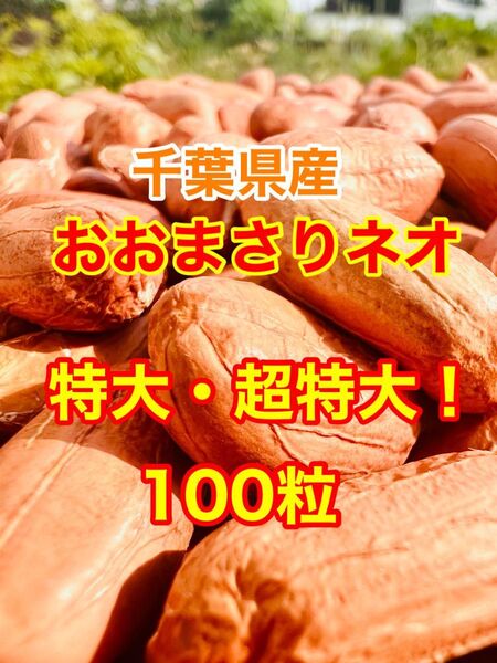 千葉県産 落花生 おおまさりネオ種 特大・超特大!100粒残りわずかです!m(_ _)m