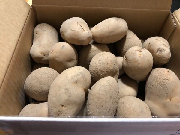 北海道十勝産 規格 Mサイズ メークイン3キロ!訳あり!