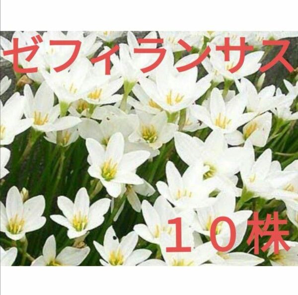 ゼフィランサス/ホワイト白/タマスダレ/玉すだれ/球根10球 (10本 10株 10個)