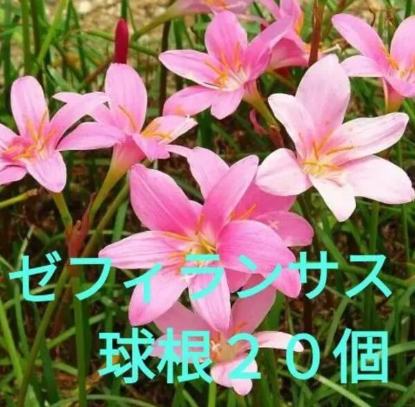 ゼフィランサス/ピンク/タマスダレ/玉すだれ/球根20球 (20本 20株)花苗