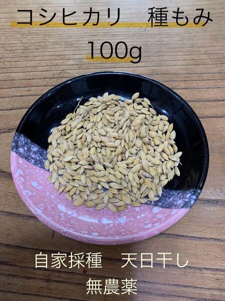 「コシヒカリ 種籾 100g +α」自家採種 自然栽培 無農薬 天日干し