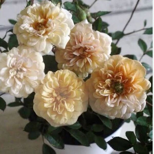 ミニバラ薔薇苗 人気品種 モカ アンティークカラー4/6撮影 画像11枚目5/14撮影