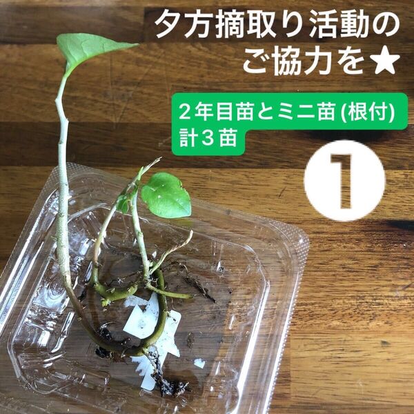 ①オカワカメ苗 2年目苗とミニ苗(根付) 計3苗