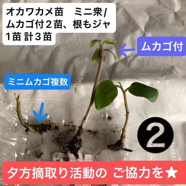 ② オカワカメ苗 ミニ衆/ムカゴ付2苗、根もジャ1苗 計3苗