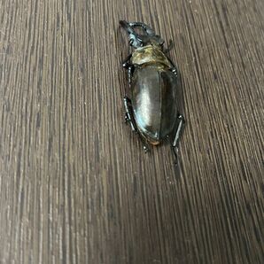 「標本」タカサゴミヤマクワガタ 56ミリ