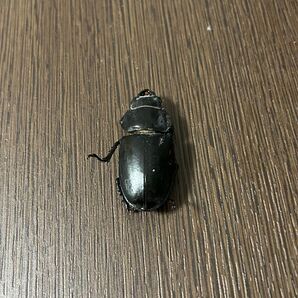 「標本」ヨーロッパミヤマ メス単品 45ミリ