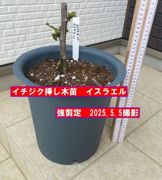 イチジク挿し木苗 強剪定 イスラエル