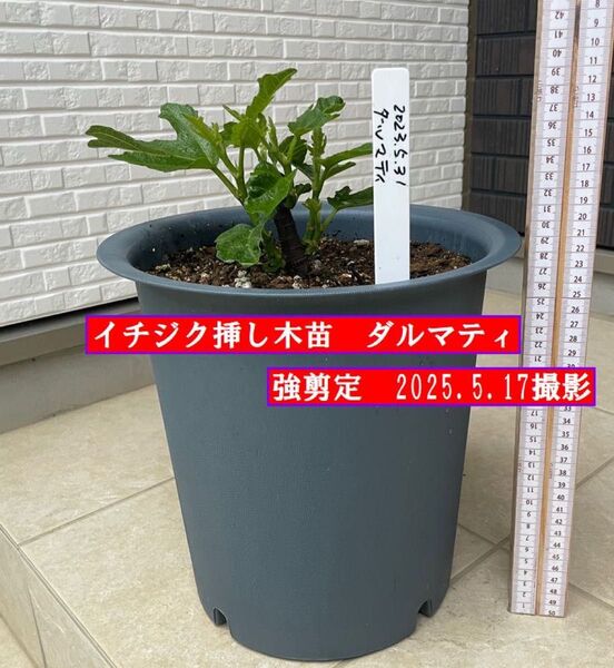 イチジク挿し木苗 強剪定 ダルマティ