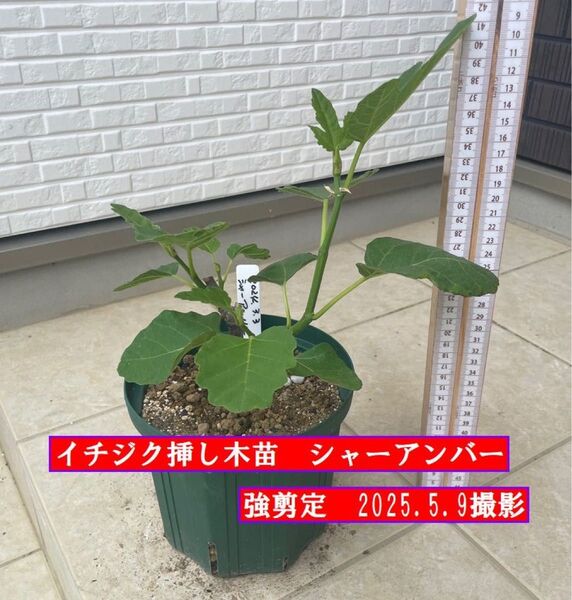 イチジク挿し木苗 シャーアンバー