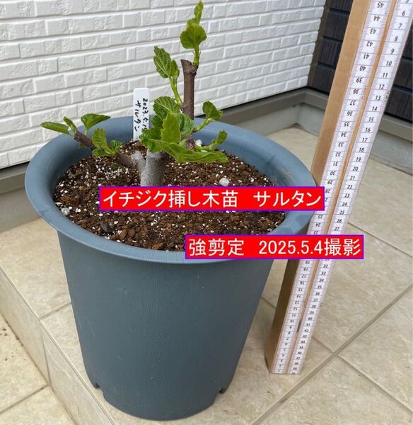 イチジク挿し木苗 強剪定 サルタン
