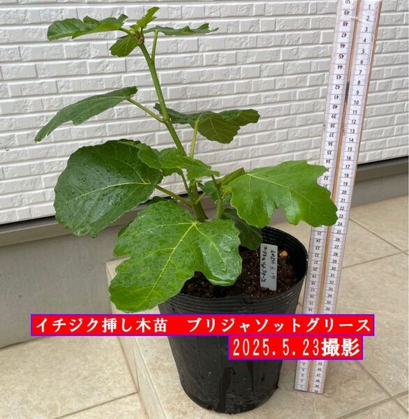 イチジク挿し木苗 ブリジャソットグリース