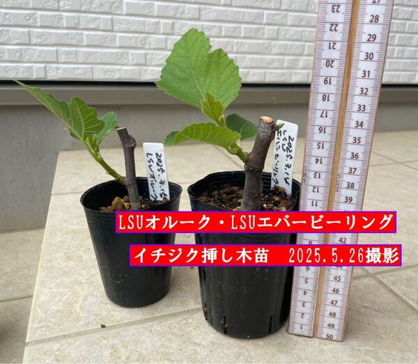 イチジク挿し木苗 LSUオルーク・LSUエバービーリング