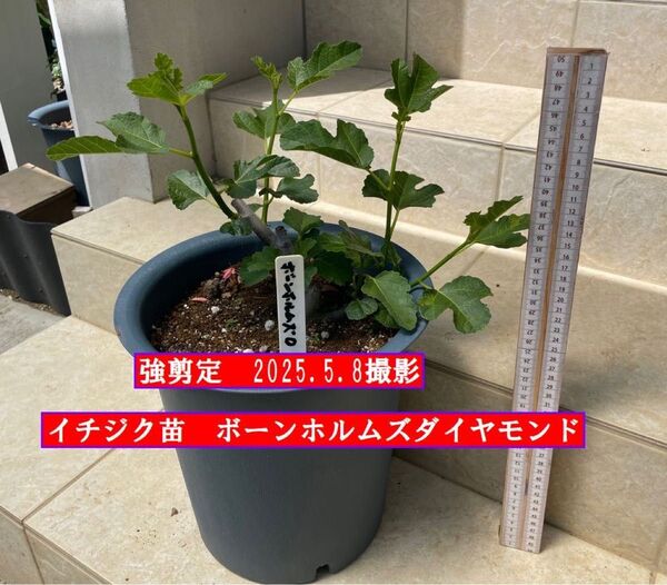 イチジク苗 強剪定 ボーンホルムズダイヤモンド