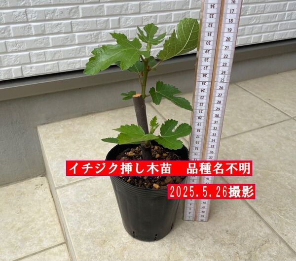イチジク挿し木苗 品種名不明