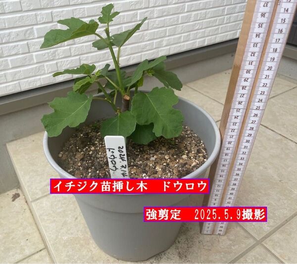 イチジク挿し木苗 強剪定 ドウロウ(コハク)