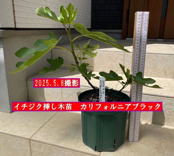 イチジク挿し木苗 カリフォルニアブラック