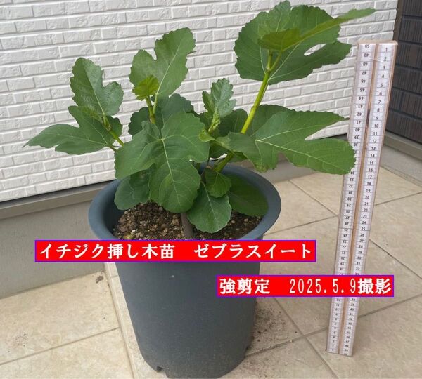 イチジク挿し木苗 強剪定 ゼブラスイート