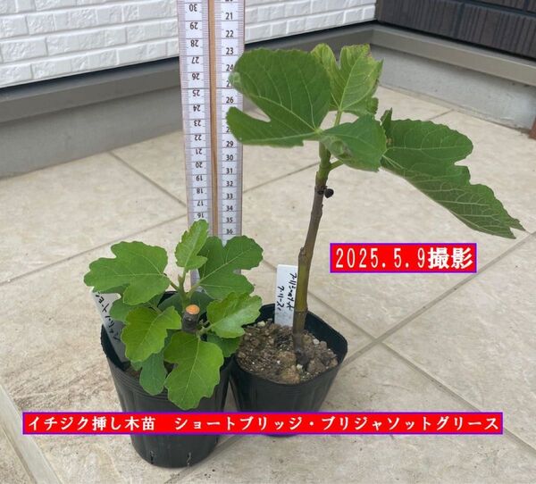 イチジク挿し木苗 ショートブリッジ・ブリジャソットグリース