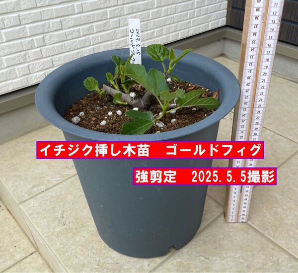 イチジク苗 強剪定 ゴールドフィグ