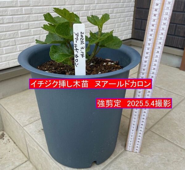 イチジク挿し木苗 強剪定 ヌアールドカロン