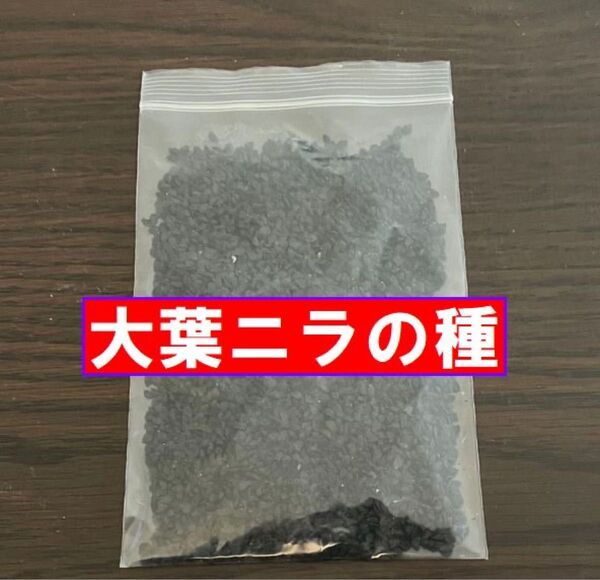 大葉にらの種(大量)