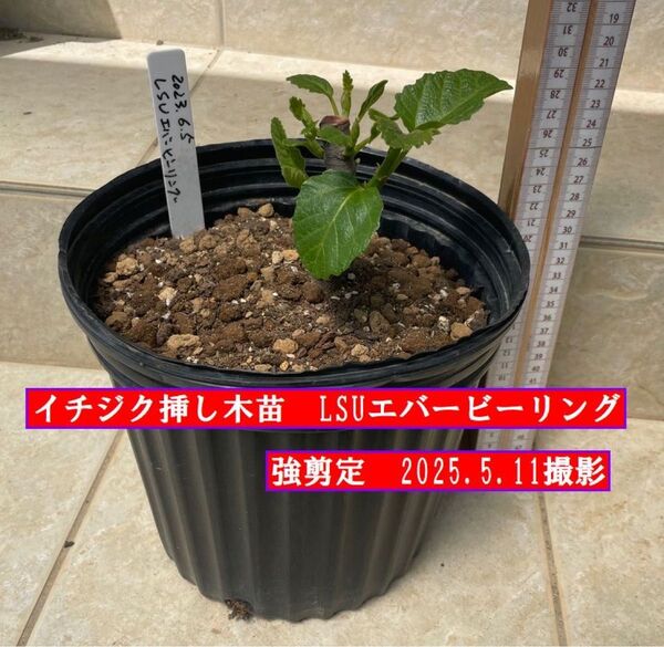 イチジク挿し木苗 強剪定 LSUエバービーリング