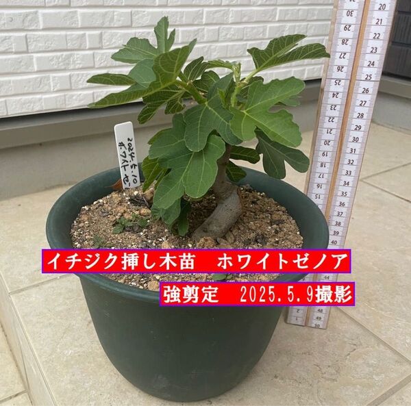 イチジク挿し木苗 強剪定 ホワイトゼノア