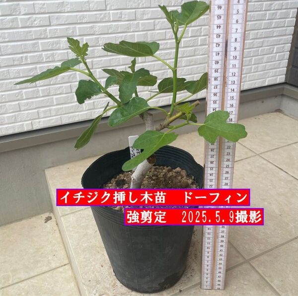 イチジク 強剪定 挿し木苗 ドーフィン