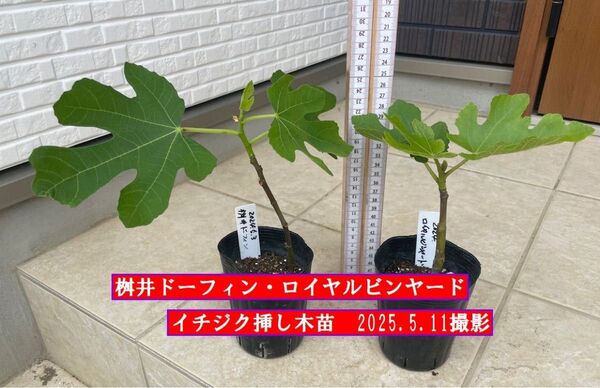 イチジク挿し木苗 桝井ドーフィンロイヤルビンヤード