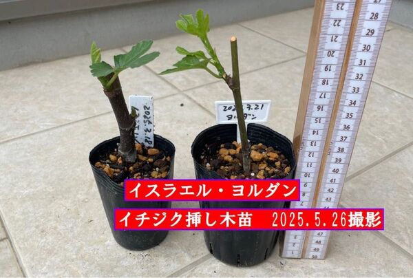 イチジク挿し木苗 イスラエル・ヨルダン
