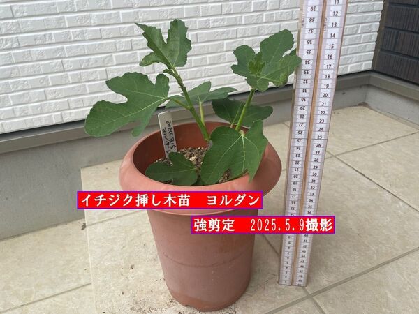 イチジク挿し木苗 強剪定 ヨルダン