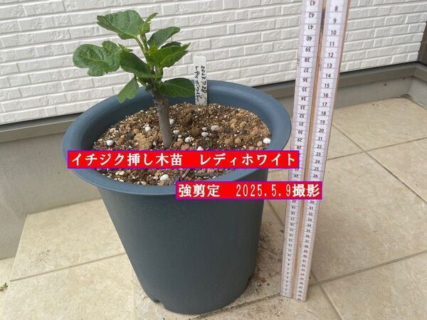 イチジク挿し木苗 強剪定 レディホワイト