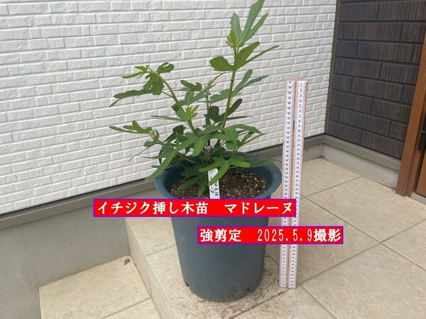 イチジク挿し木苗 強剪定 マドレーヌ
