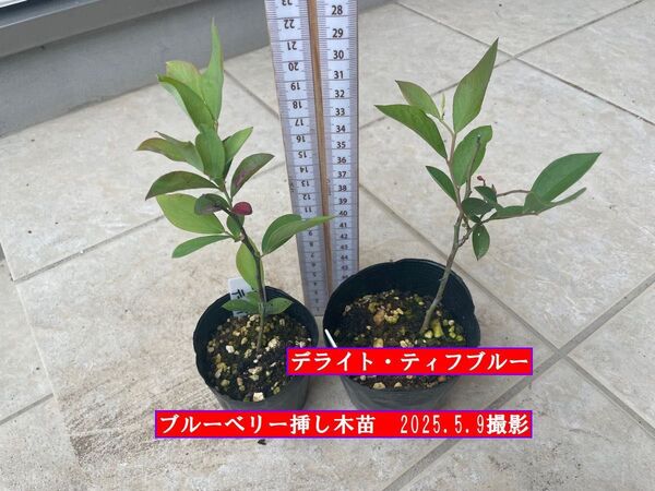 ブルーベリー挿し木苗 デライト ティフブルー 2苗セット