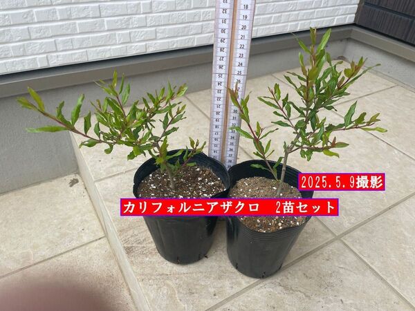 カリフォルニアザクロ挿し木苗 2苗セット