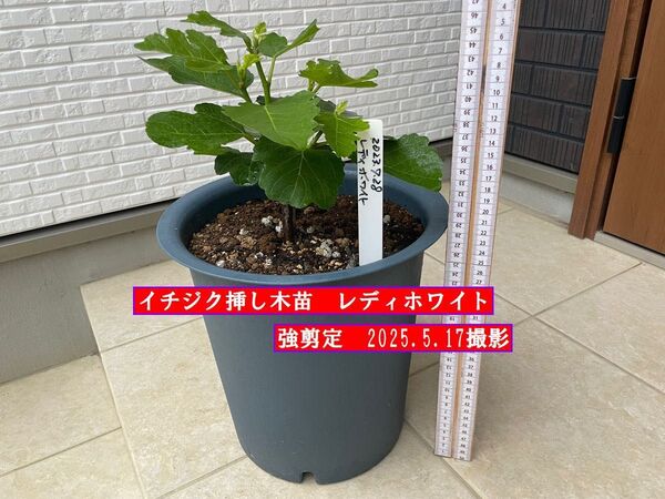 イチジク挿し木苗 強剪定 レディホワイト