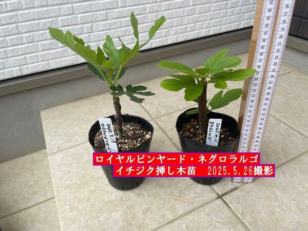イチジク挿し木苗 ロイヤルビンヤード・ネグロラルゴ
