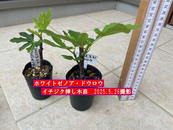 イチジク挿し木苗 ホワイトゼノア・ドウロウ