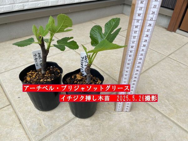 イチジク挿し木苗 アーチペル・ブリジャソットグリース