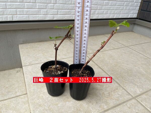 ぶどう苗 巨峰2苗セット