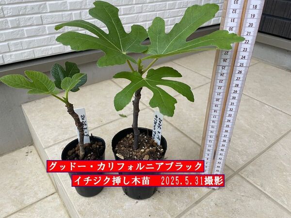 イチジク挿し木苗 グッドー・カリフォルニアブラック