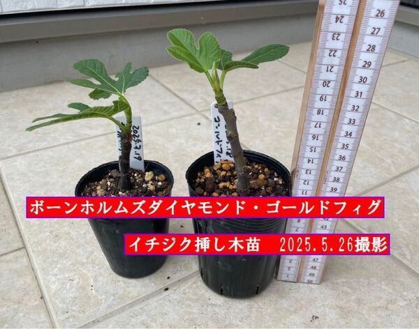 イチジク挿し木苗 ボーンホルムズダイヤモンド・ゴールドフィグ
