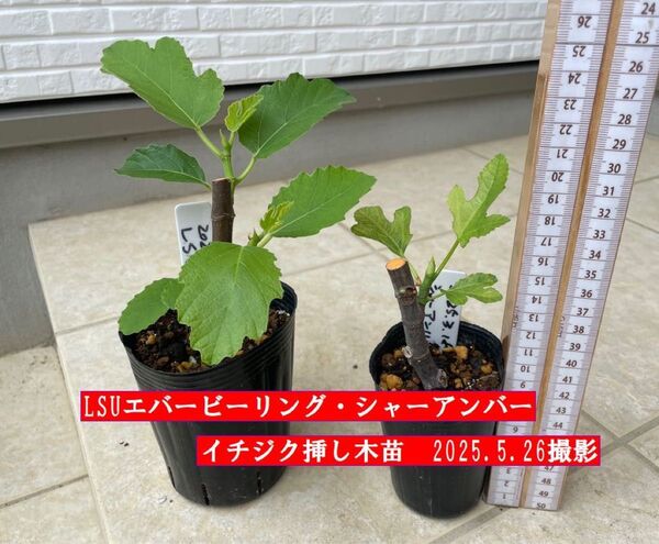 イチジク挿し木苗 LSUエバービーリング・シャーアンバー