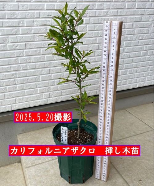 カリフォルニアザクロ 挿し木苗