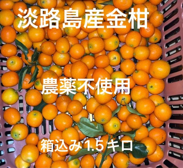 淡路島産金柑 農薬不使用 安心安全 家庭用 ジャムにいかがですか? そのままかじっても美味しいです。